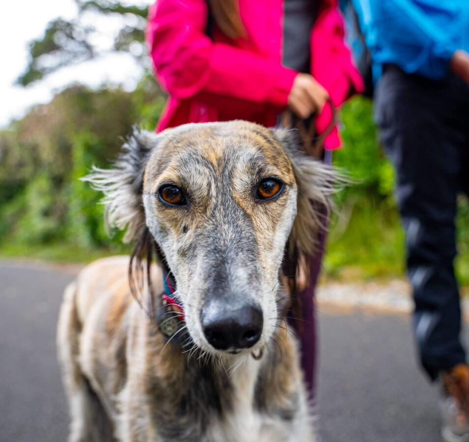 A couple walks a dog along a path near Park Place Apartments, surrounded by greenery.