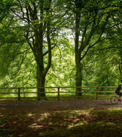 Family cycling through lush green park near Killarney, under the shade of tall trees.