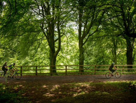 Family cycling through lush green park near Killarney, under the shade of tall trees.