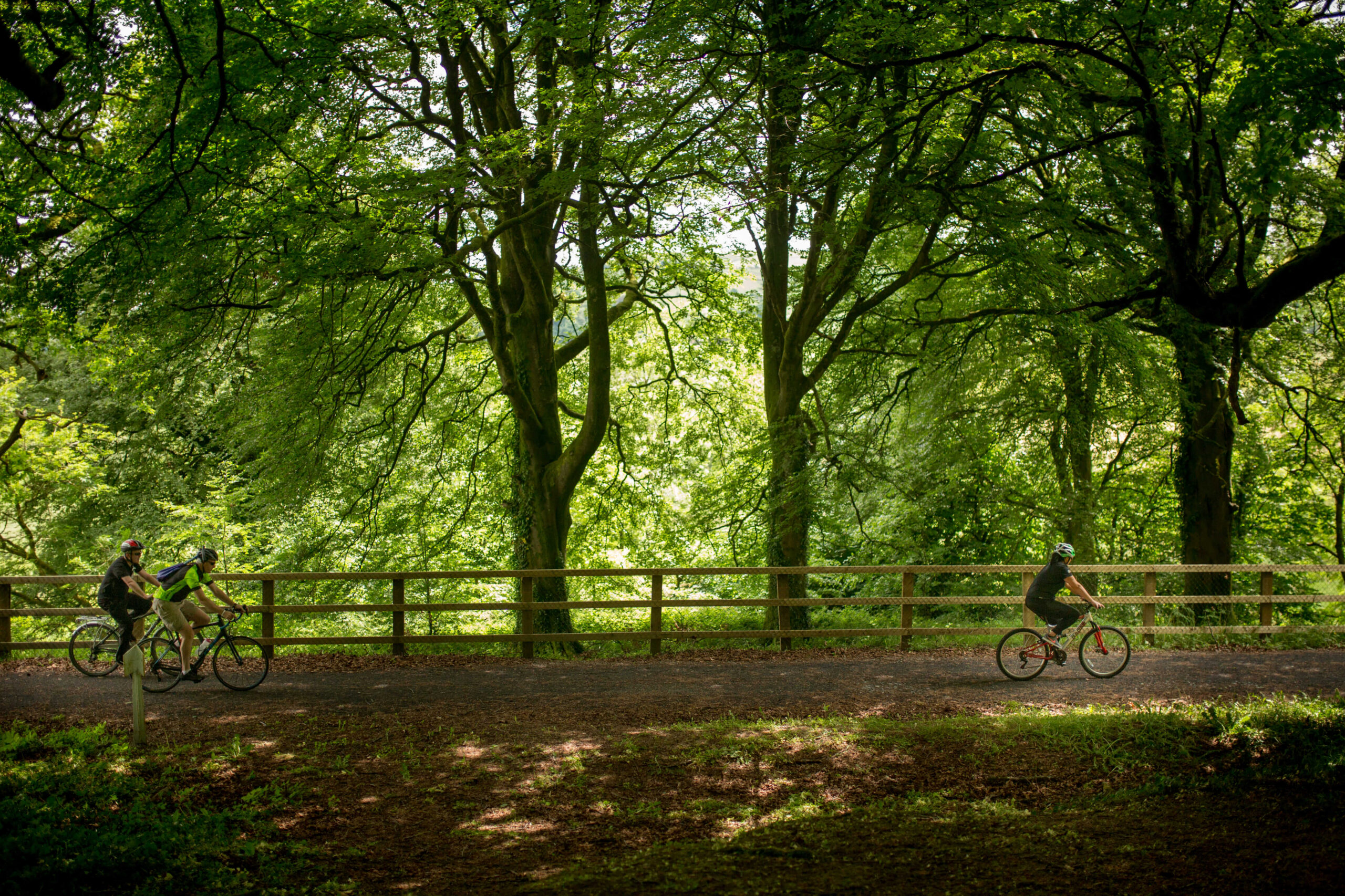 Family cycling through lush green park near Killarney, under the shade of tall trees.