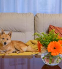 Cosy living room in Park Place Apartments with a dog on a beige sofa and vibrant orange flowers.