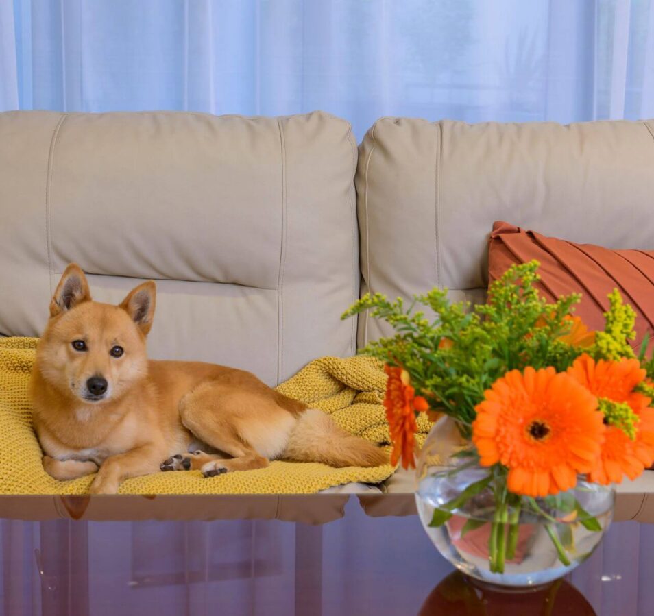 Cosy living room in Park Place Apartments with a dog on a beige sofa and vibrant orange flowers.