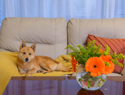 Cozy apartment living room with a dog on a sofa and vibrant orange flowers on a table.