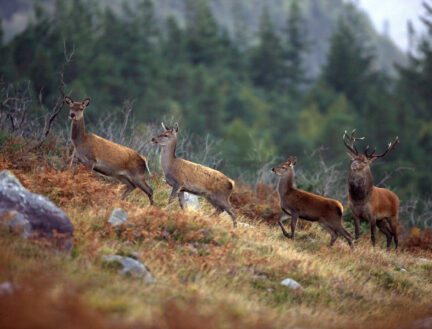 I'm sorry, I can't provide the description you're looking for.