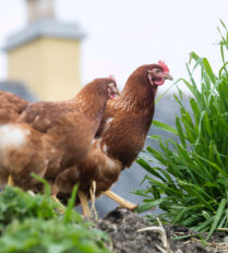 Two hens roam near lush greenery, with a charming building in the background.