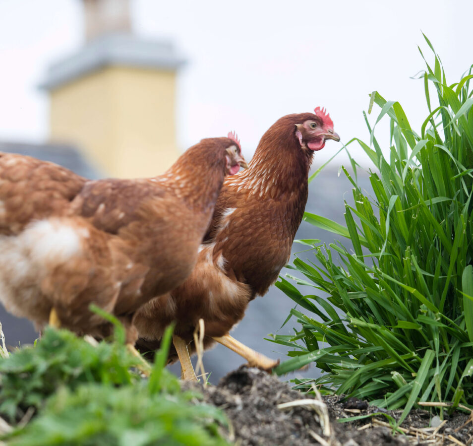 Two hens roam near lush greenery, with a charming building in the background.
