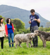 A group enjoys walking with Irish Wolfhounds in a lush field near Killarney's scenic hills.