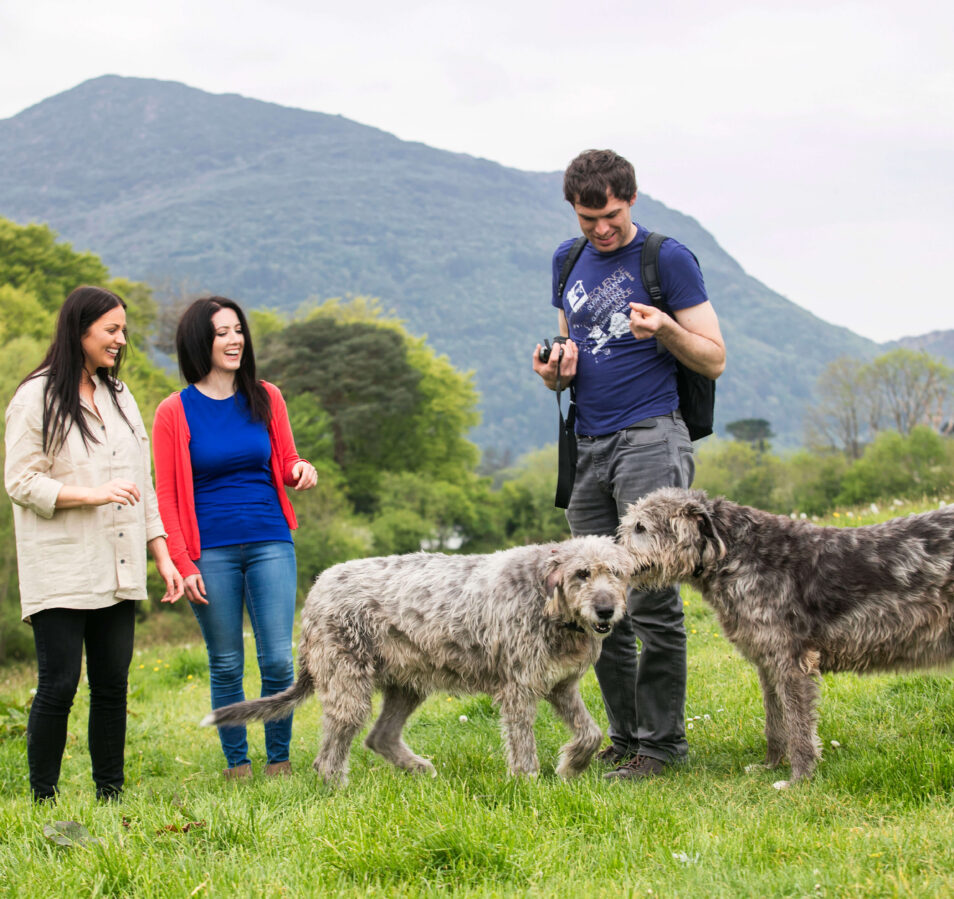 A group enjoys walking with Irish Wolfhounds in a lush field near Killarney's scenic hills.