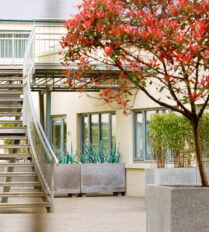 Charming courtyard of Park Place Apartments, surrounded by lush greenery and a vibrant tree.